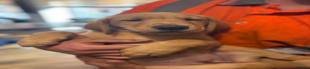  Puppy 4