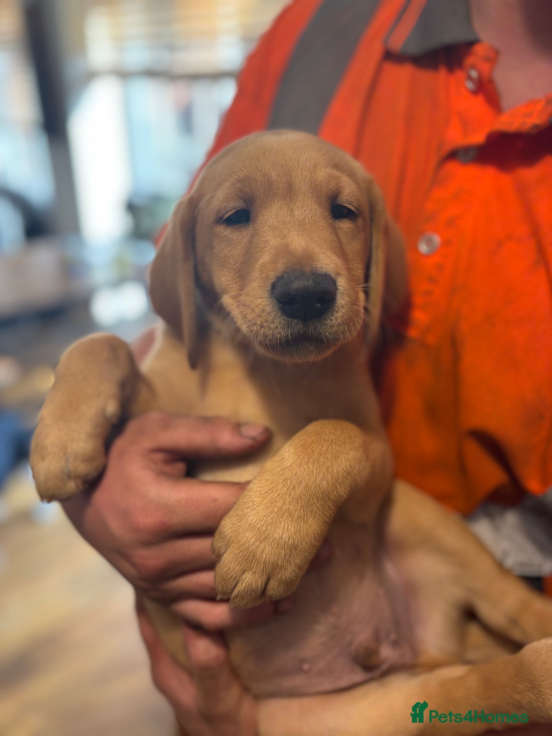 Labrador Retriever dogs for sale: KC registered Labrador pups - Image 9