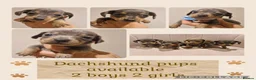 Miniature Dachshund dogs for sale: Daxie pups available 2 boys 2 girls - Advert 1
