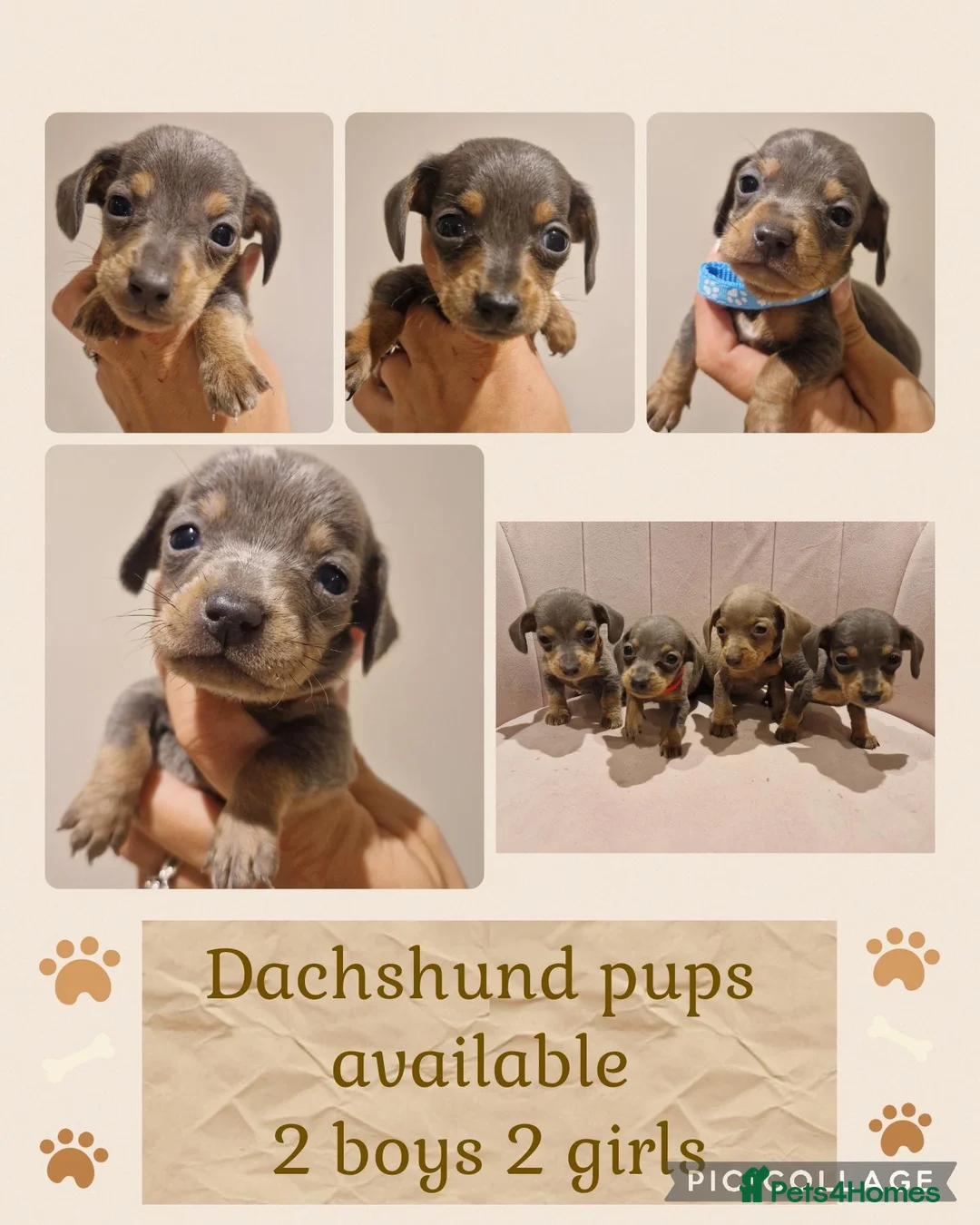 Miniature Dachshund dogs for sale: Daxie pups available 2 boys 2 girls - Advert 1