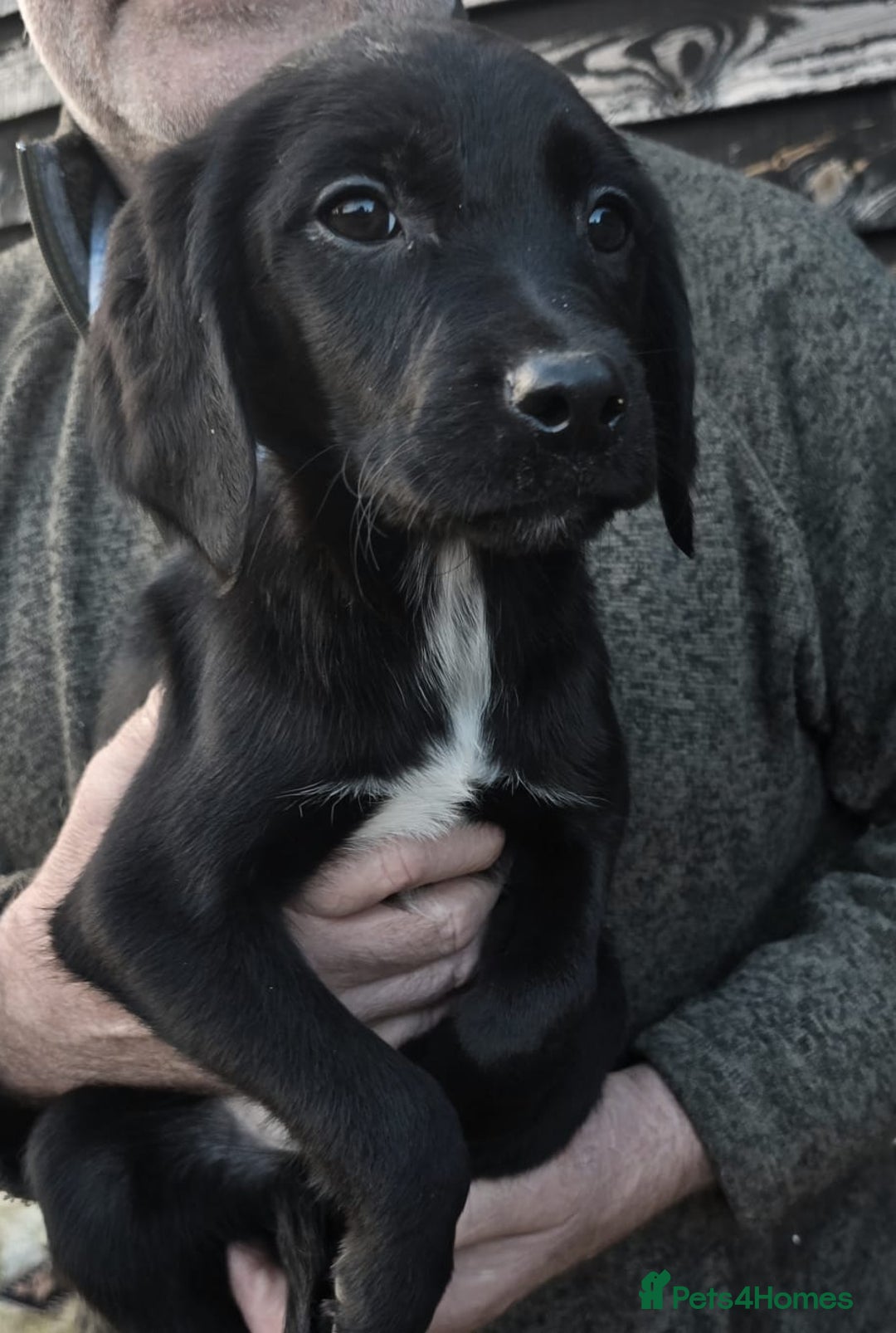 Springador dogs for sale: Adorable springerdor puppies - Advert 5