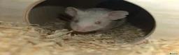Mouse rodents for sale: 2 boy mice  - Advert 9