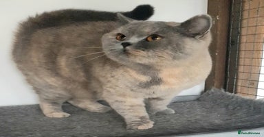 British Shorthair cats - Advert 11