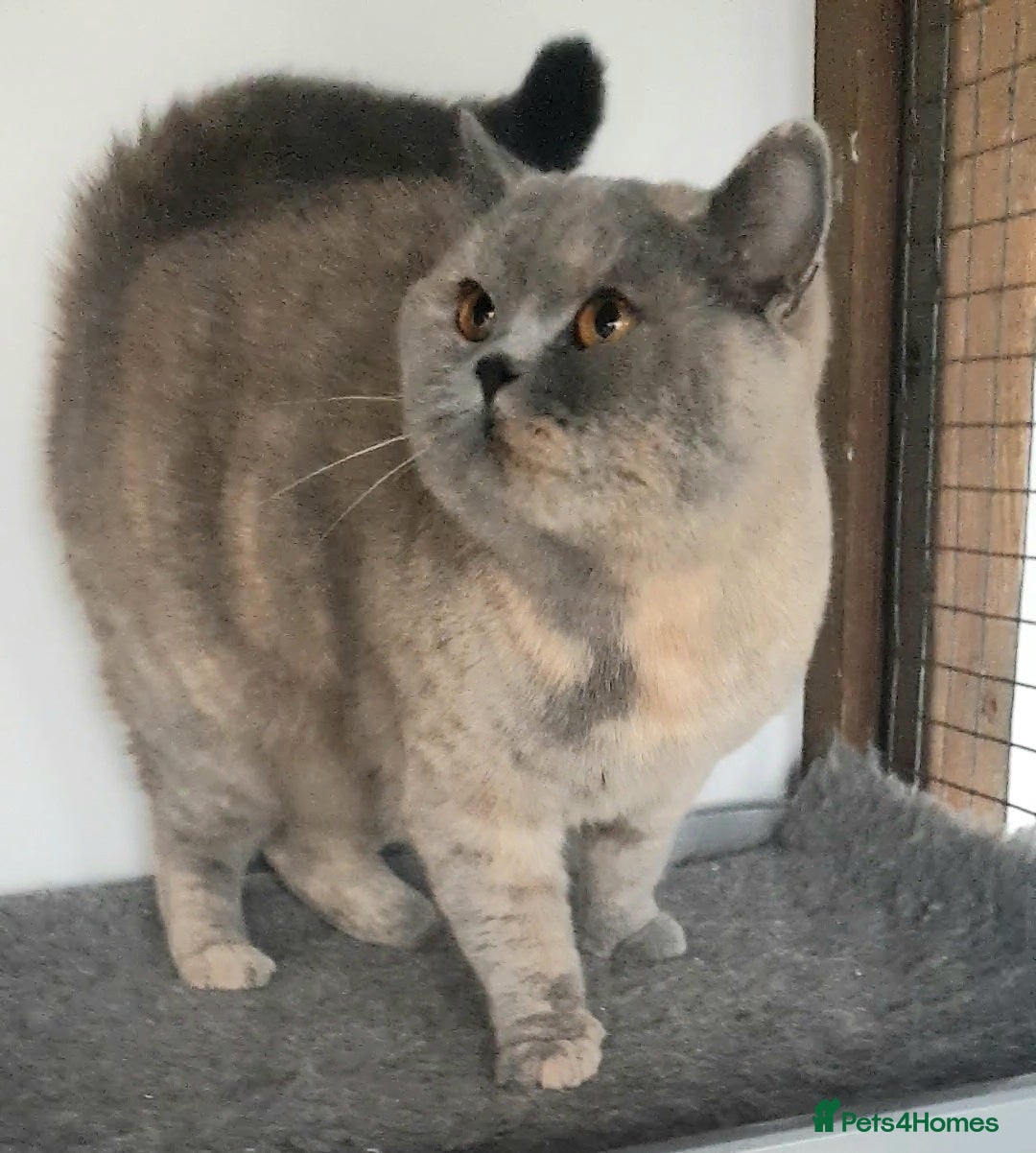 British Shorthair cats for sale: Beautiful British Shorthair Kittens  - Image 3