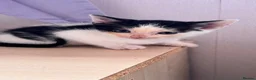 Mixed Breed cats for sale: British shorthair tabby mom - Advert 11