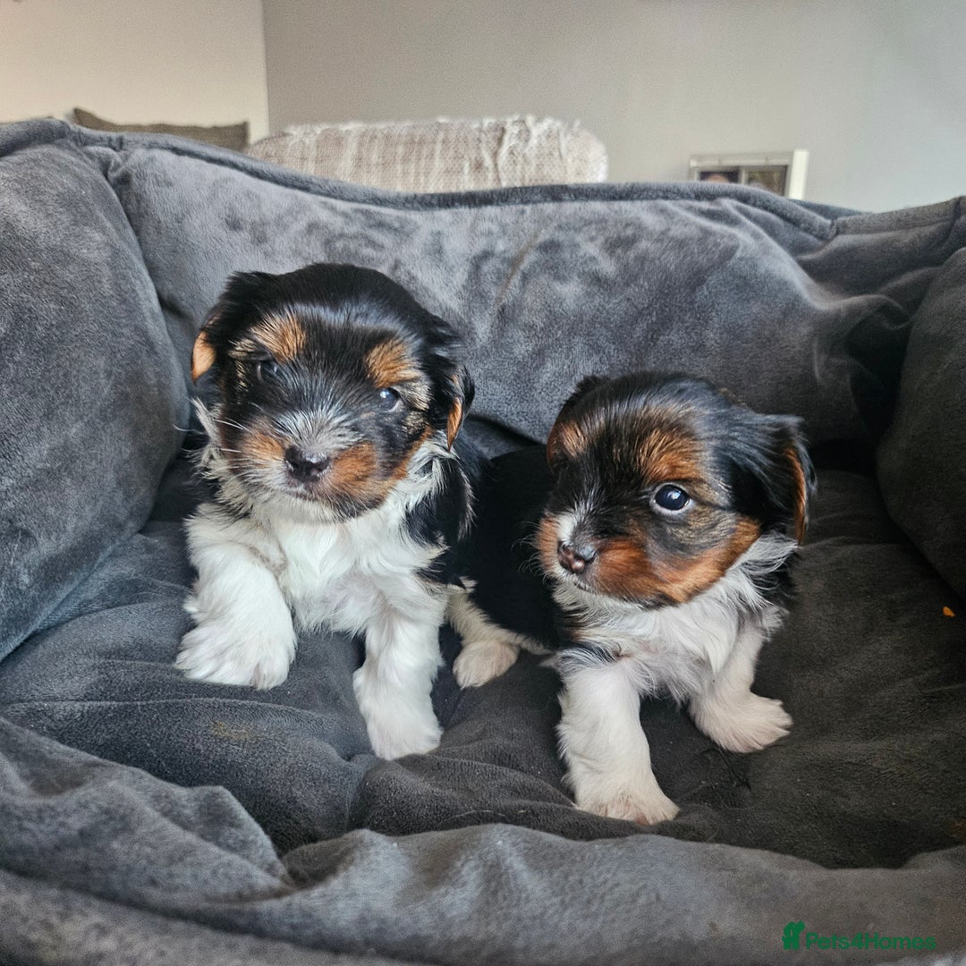 Yorkshire Terrier dogs for sale: 5 szczeniąt York terrier (Biewer) - Image 21