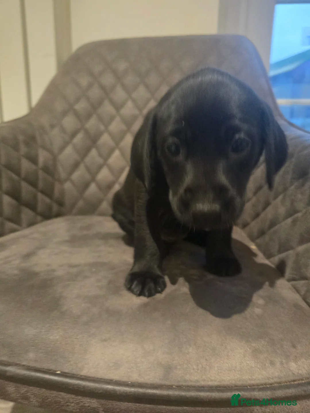 Labrador Retriever dogs for sale: Beautiful Chunky Labrador Puppies in Caernarfon - Advert 2