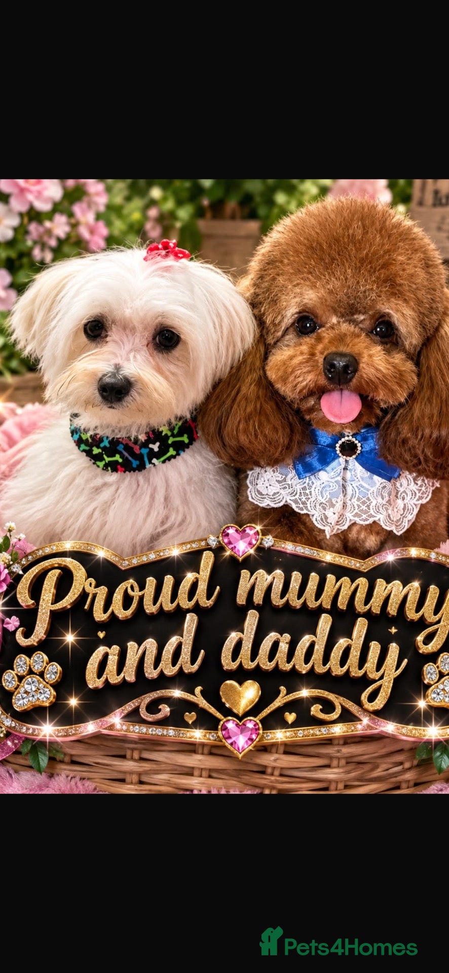 Maltipoo dogs Minature Multipoo Puppies - Advert 2