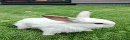 Mini Lop rabbits for sale: Mini Lop Bunnies - Advert 10