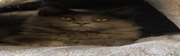 Maine Coon cats for sale: 💙*🦁*BLUE MAINE COON*💎*KITTENS*🦁*💙 - Advert 22