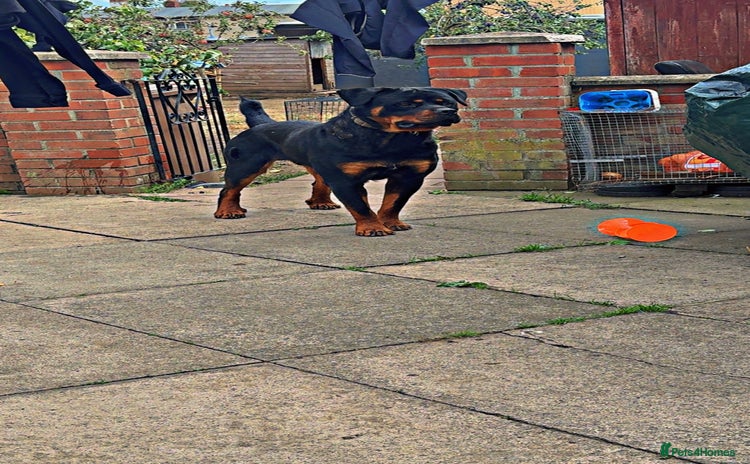 Rottweiler dogs - Advert 1