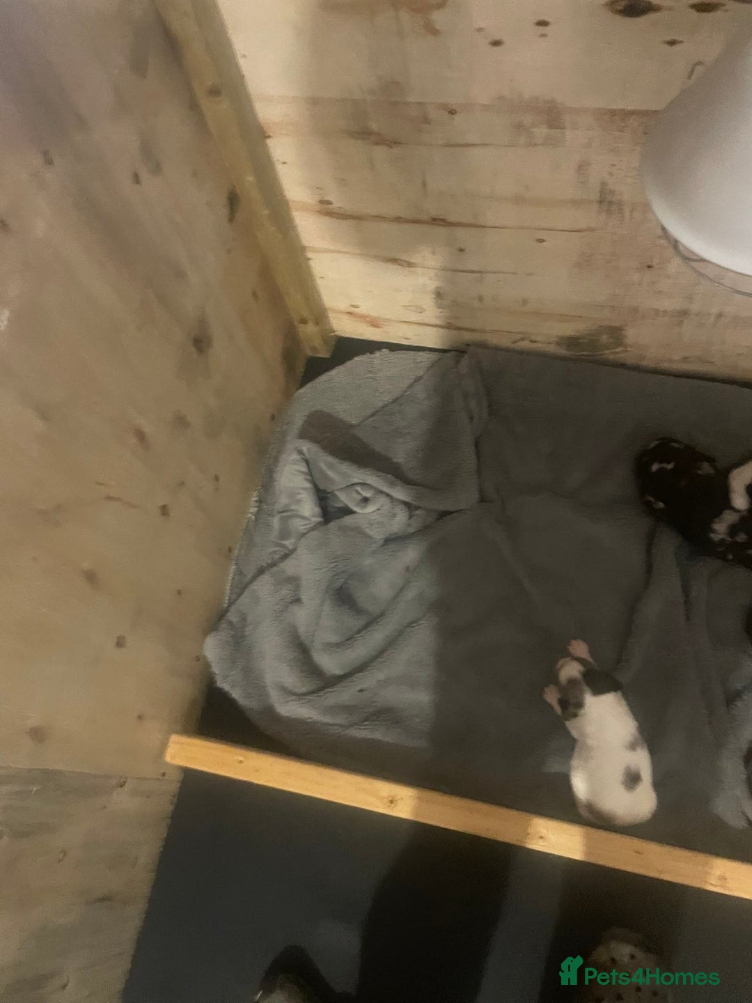 Cocker Spaniel dogs for sale: Beautiful cocker spaniels  - Advert 9