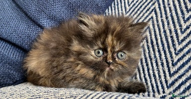 Persian cats - Advert 13
