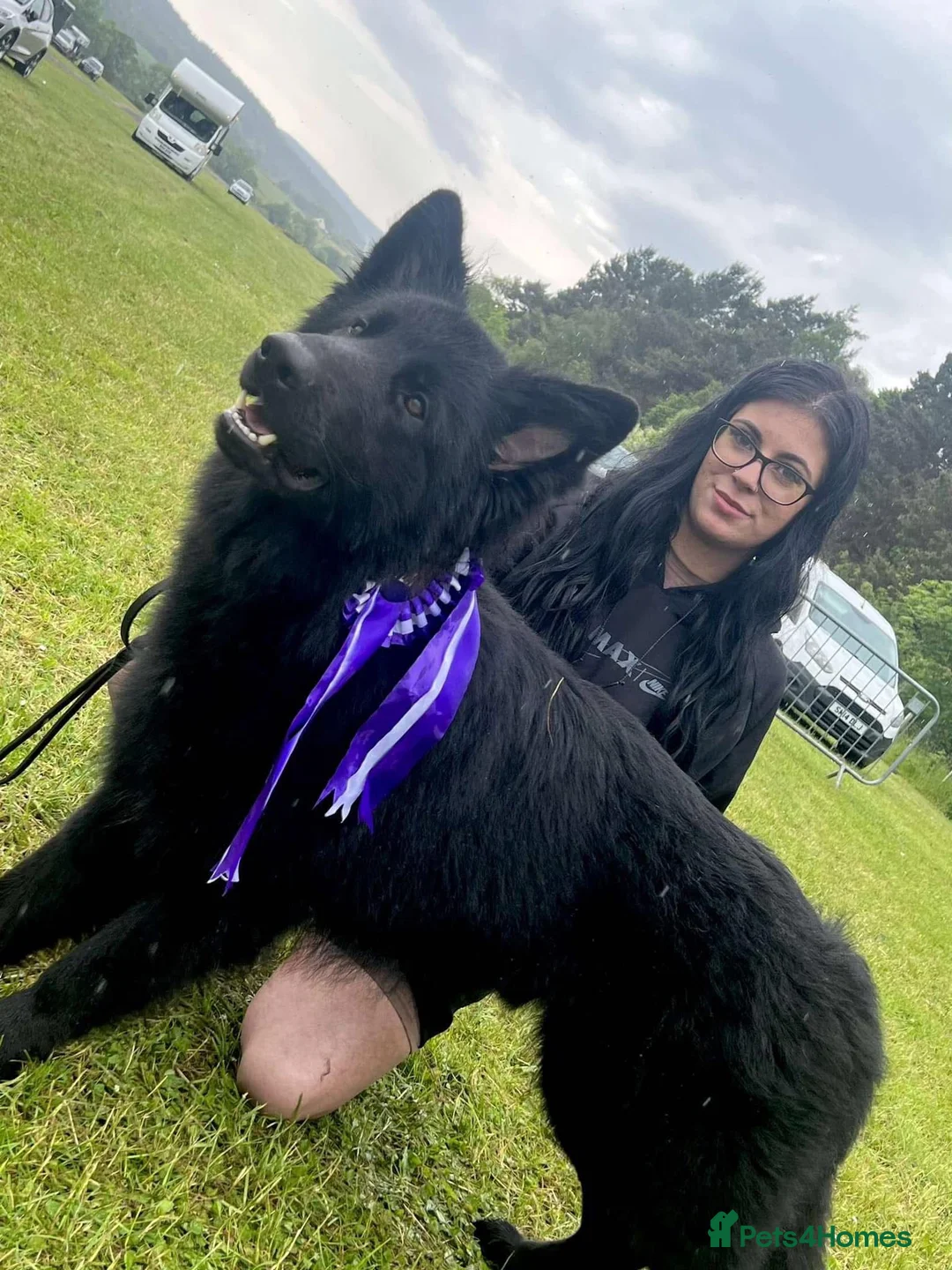 German Shepherd dogs for sale: 9 beautiful pure bred German Shepherd puppies - Advert 17