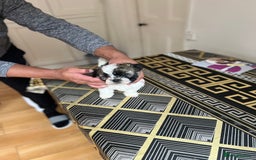 Maltese dogs for sale: Maltes - Image 6