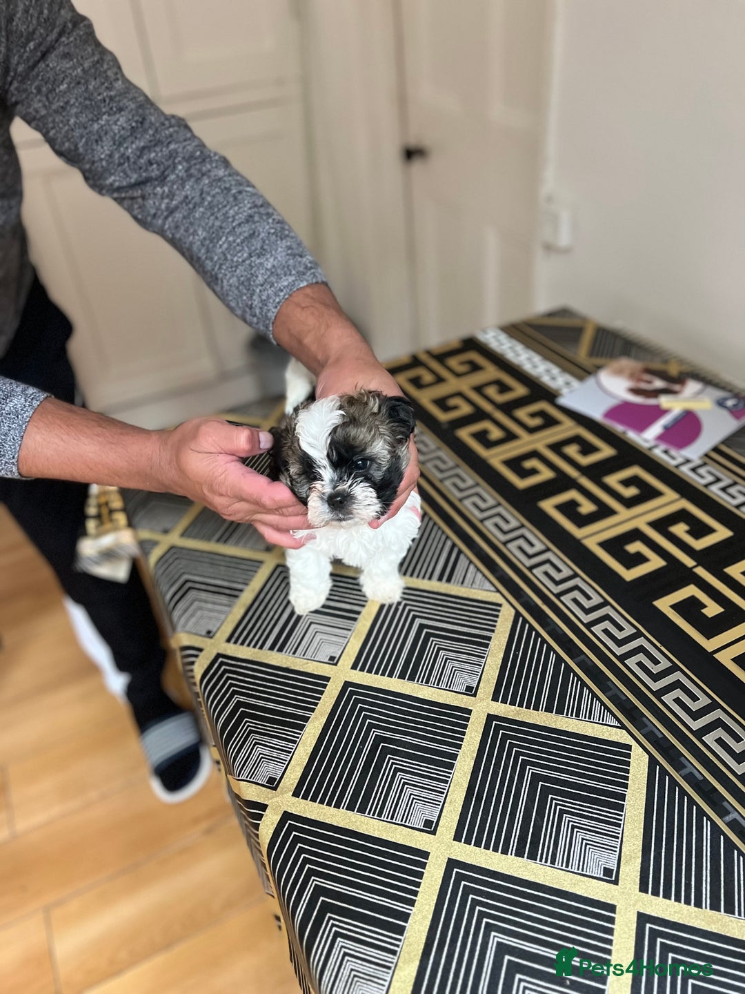 Maltese dogs for sale: Maltes - Image 6