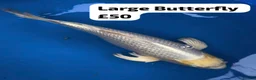 Koi Carp fish for sale: Large Metallic Butterfly Koi in Reading - Advert 1