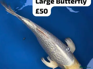 Koi Carp fish Large Metallic Butterfly Koi in Reading - Advert 1