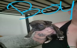 Mixed Breed dogs for sale:  dad pocket bull staffy cross  mom staffy collie - Image 8
