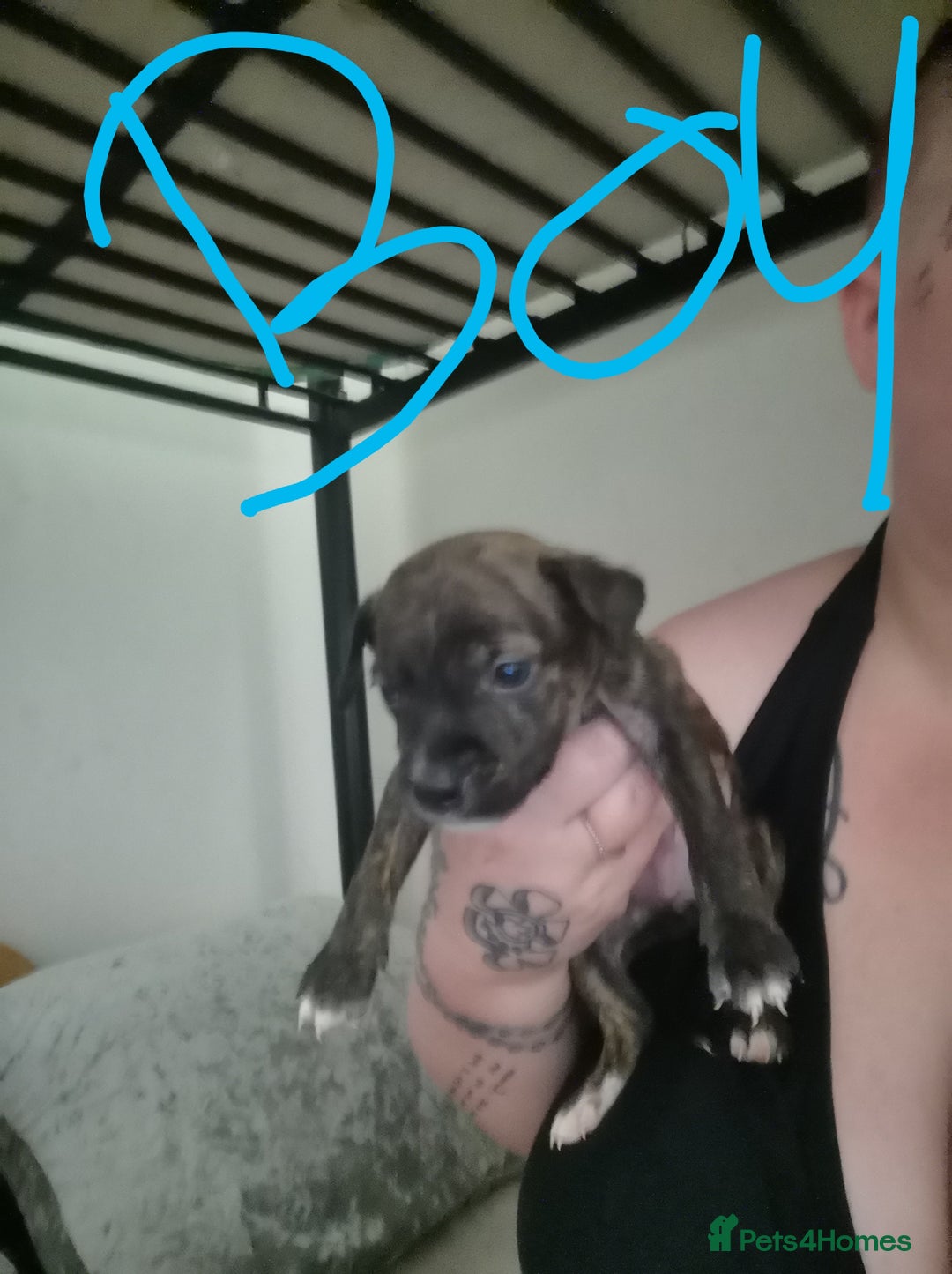 Mixed Breed dogs for sale:  dad pocket bull staffy cross  mom staffy collie - Image 8
