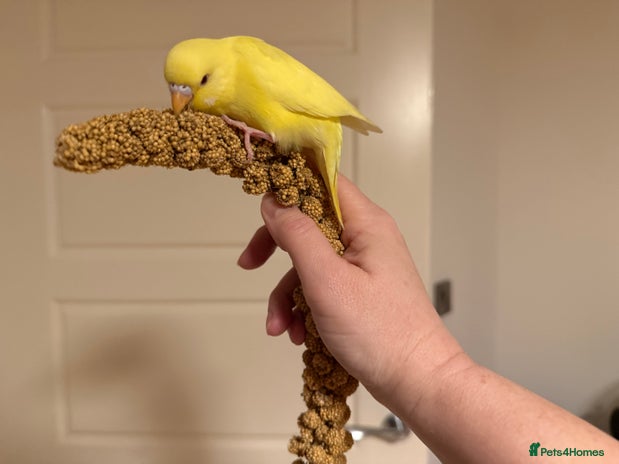 Budgerigars birds Budgie yellow Latino female semi tamed - Advert 3
