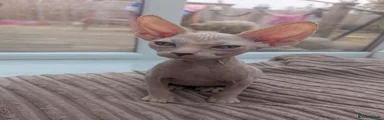 Sphynx 1