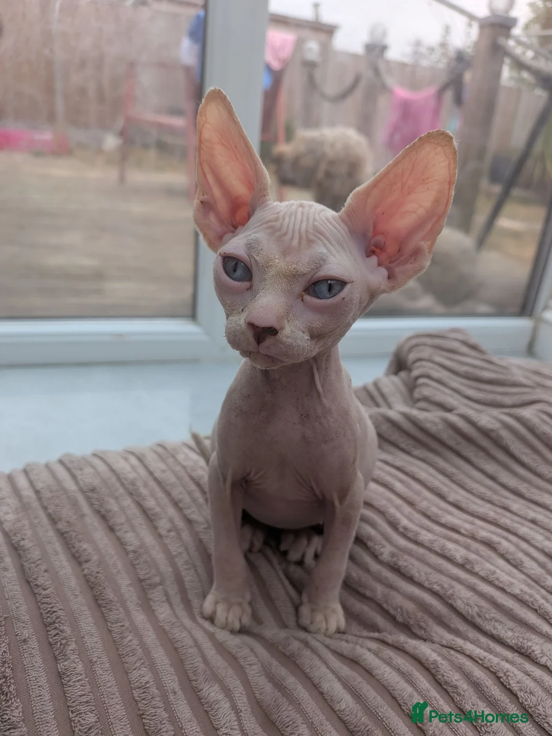 Sphynx cats for sale: 2 sphinx Babies  - Advert 1