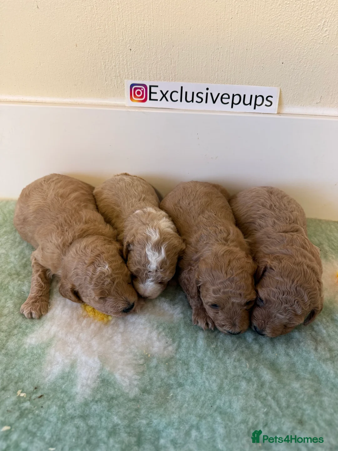 Miniature Poodle dogs for sale: 🧬✅KENNEL CLUB REGISTERED MINIATURE POODLES   - Advert 6