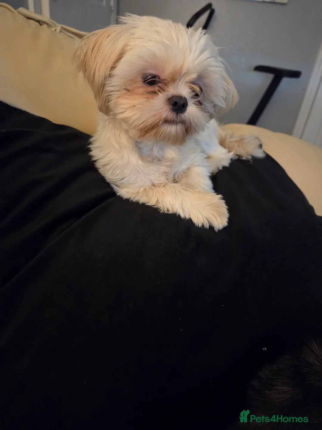 Shih Tzu dogs for sale: Male imperial Shih Tzu Pup For Sale - Advert 1