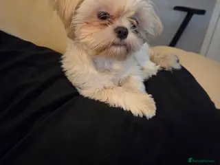 Shih Tzu dogs Male imperial Shih Tzu Pup For Sale - Advert 1