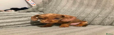 Miniature Dachshund 4