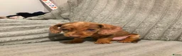 Miniature Dachshund dogs for sale: Colourful litter of 6 Dachshunds  in Burgess Hill - Advert 4