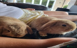 Mini Lop rabbits for sale: Mini Lop Bunnies Ready to leave shortly - Image 12