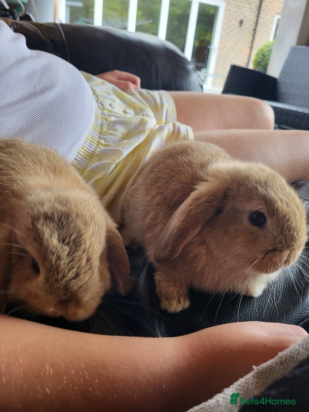 Mini Lop rabbits for sale: Mini Lop Bunnies Ready to leave shortly - Image 12