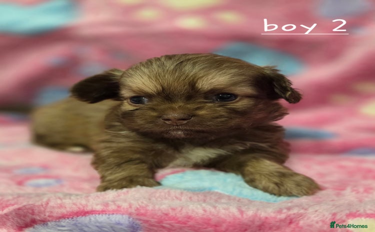 Shih Tzu dogs 5 stunning shihtzus - Advert 9