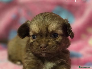 Shih Tzu dogs 5 stunning shihtzus - Advert 7