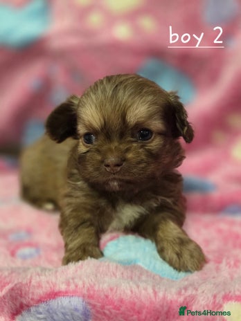 Shih Tzu dogs 5 stunning shihtzus - Advert 9