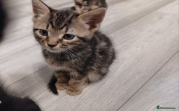 Mixed Breed cats for sale: 5 Kittens for a good home! - Image 4