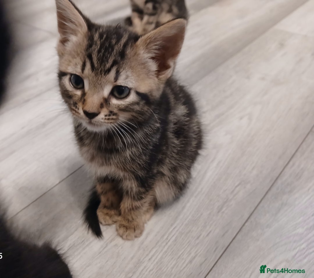 Mixed Breed cats for sale: 5 Kittens for a good home! - Image 4