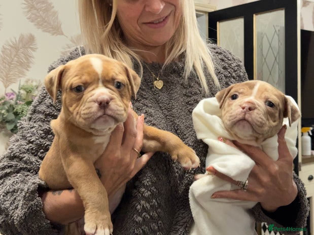 Olde English Bulldogge dogs Olde English Bulldogges puppies - Advert 3