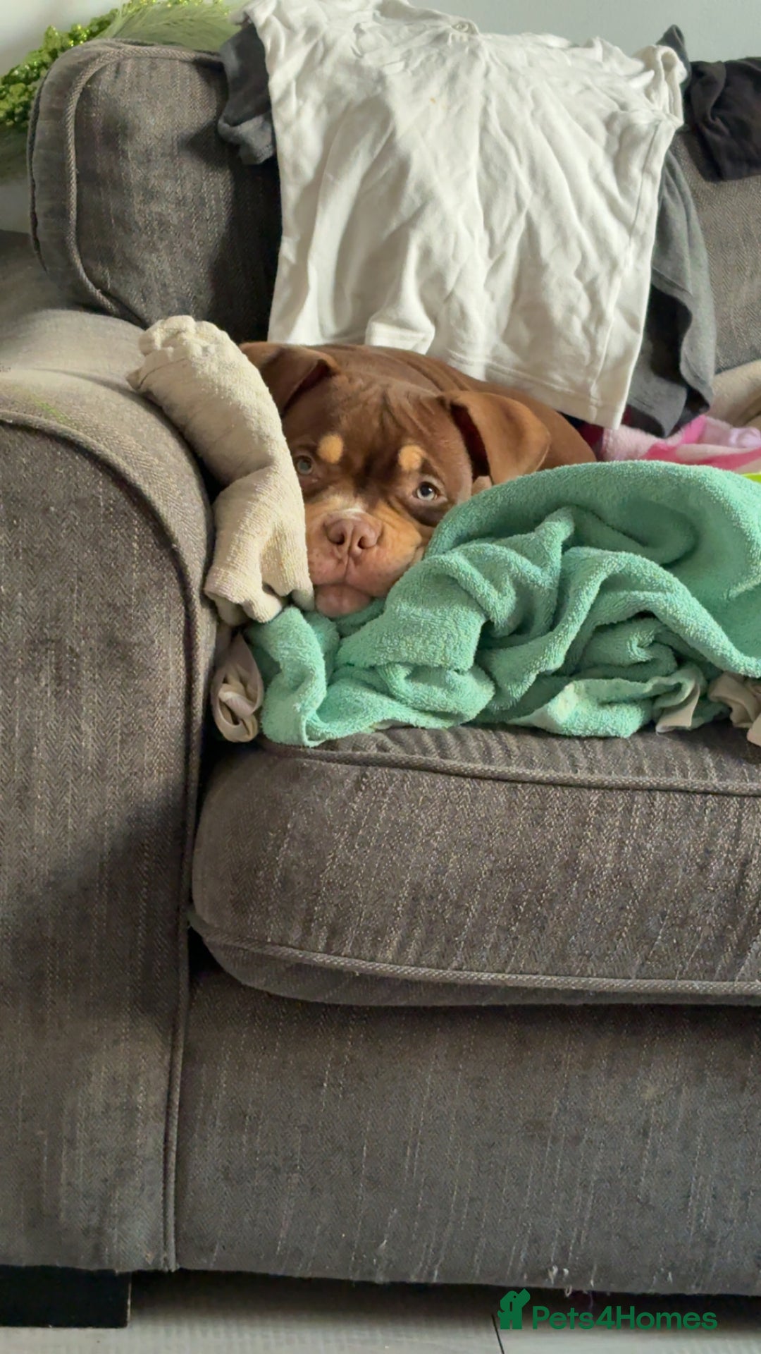 American Bully dogs for sale: Bruce male pocket bully puppy - Advert 2