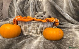 British Shorthair cats for sale: Beautiful British shorthair kittens for sale - Image 2