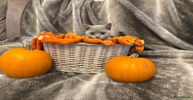 British Shorthair cats - Advert 13