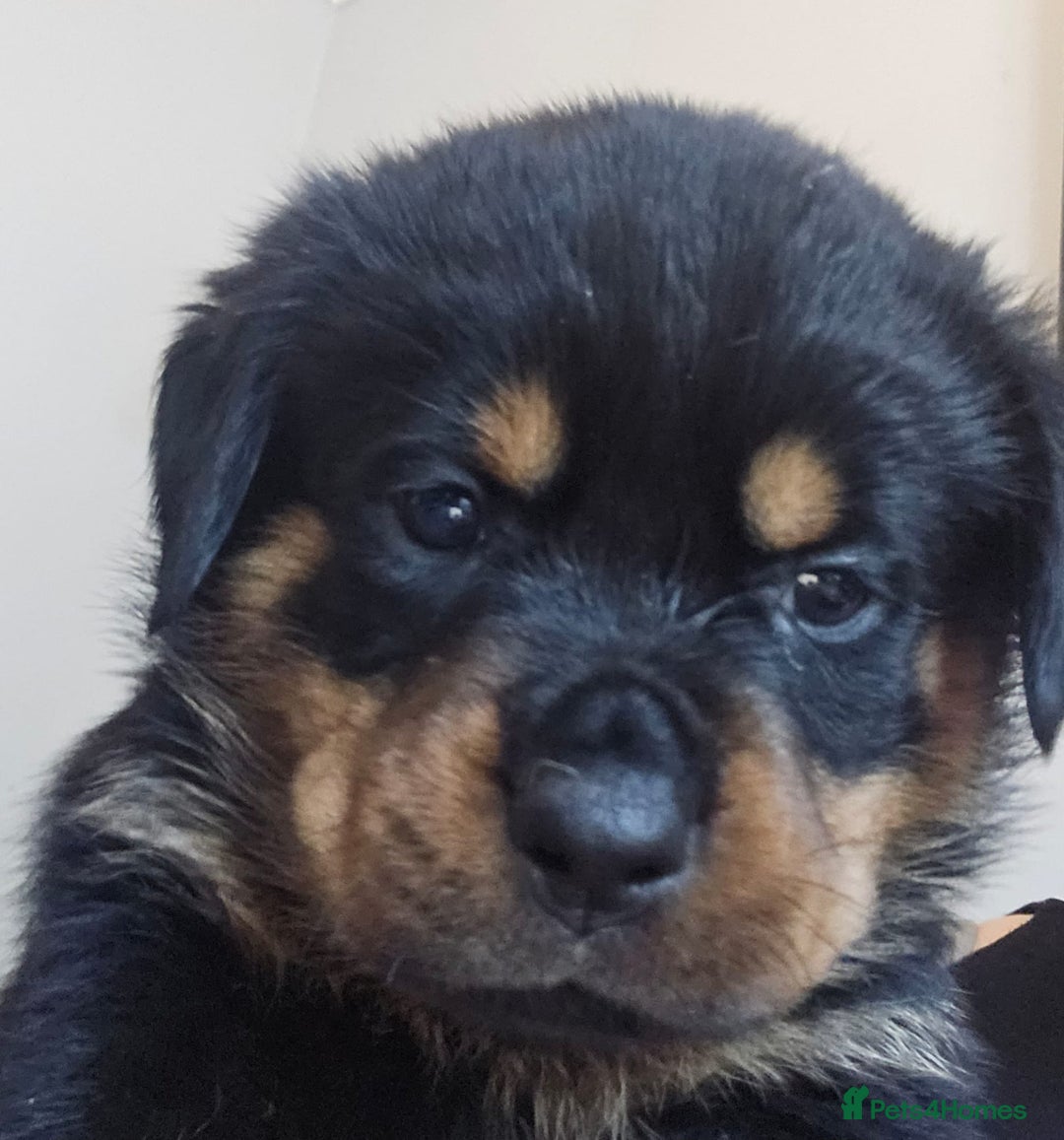 Rottweiler dogs for sale: Beautiful rottweiler puppies - Image 11