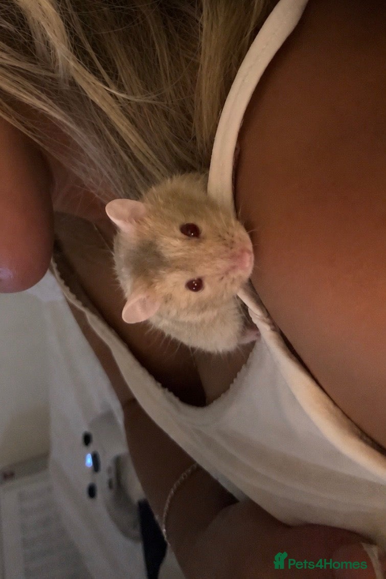 Hamster rodents Albino Dwarf Hamster  - Advert 10