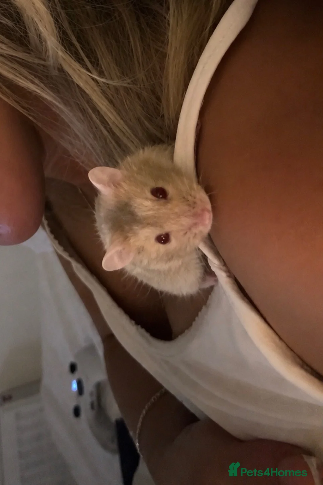 Hamster rodents for sale: Albino Dwarf Hamster  - Advert 1