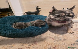 French Bulldog dogs for sale: Frenchie Puppies - Image 18