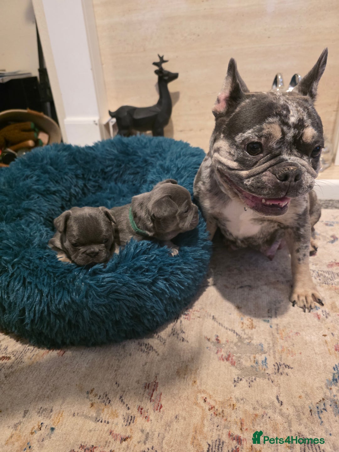French Bulldog dogs for sale: Frenchie Puppies - Image 18