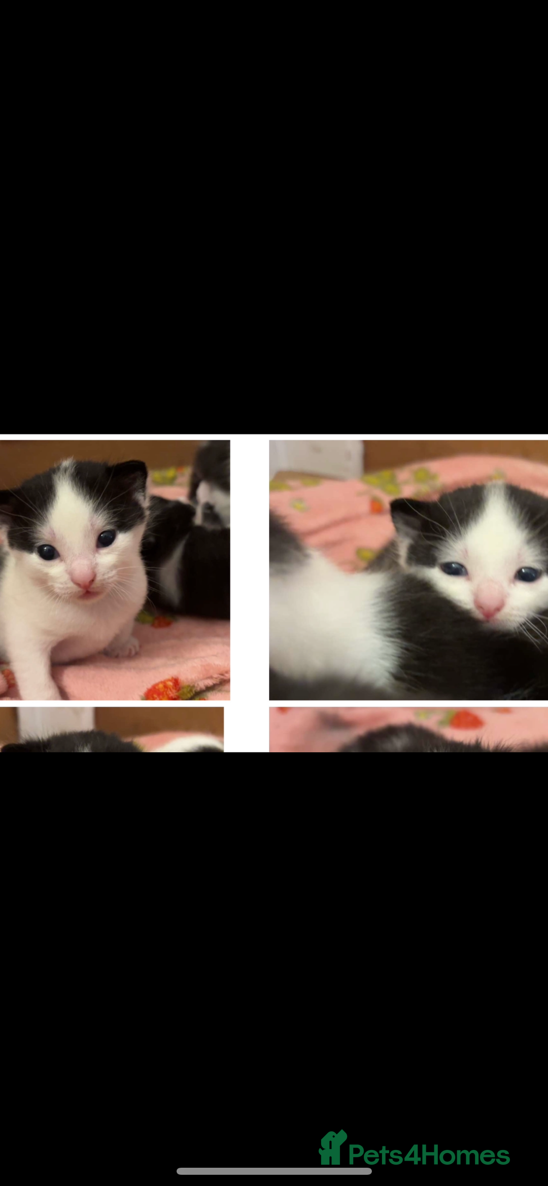 Domestic Shorthair cats for sale: Kittens  - Image 7