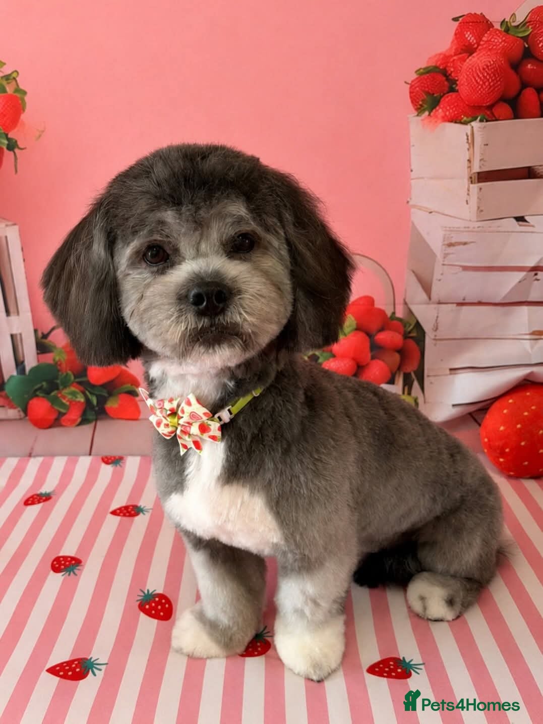 Mixed Breed dogs La Chon - Advert 1